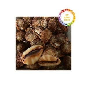 Concha decorativa disponible a gran precio Producto de calidad de 99 Gold Data - Product Image 5