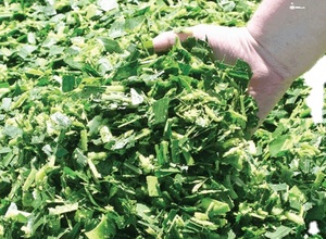 Domuz sığır atları için yüksek kaliteli doğal işlenmiş mısır silaj hayvan yemi - Product Image 5