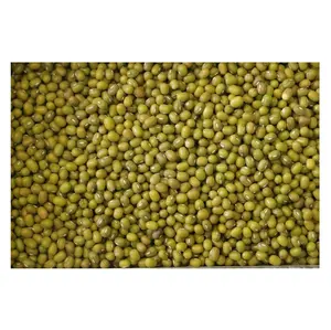 质量最好的低价散装库存的绿色绿豆缅甸或任何其他产地出口世界各地