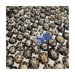 Concha de limpiapiedras de alta calidad, de origen limpio, para exhibiciones en tiendas boutique y como pieza decorativa estética para mesas de restaurantes de lujo. - Product Image 1