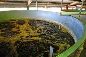 Jarabe de Melaza de Caña de Azúcar a Granel, Líquido Espeso, Suministro de Fábrica de Vietnam para Procesamiento de Alimentos - Sra. Tarina - Product Image 6