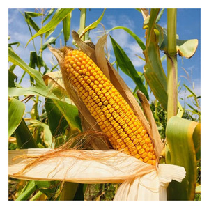 ข้าวโพดเลี้ยงสัตว์บริสุทธิ์สีเหลืองข้าวโพดแบบสดใหม่เมล็ดข้าวโพดหวาน50กก. ราคาถูก - Product Image 6