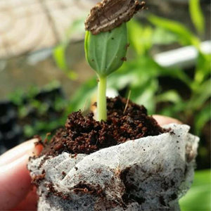 Pellet de tourbe de coco biodégradable-Fournitures de jardin Coir Jiffy Top Quality Standard to Export from Viet Nam - Product Image 6