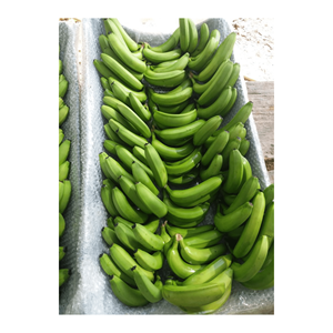 BON PRIX FRESH GREEN BANANA CAVENDISH VIETNAMIEN FRUITS FRAIS DE 99GD VIETNAM 2025 - Product Image 5