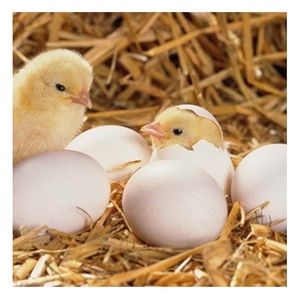 œufs à couver pour poulets de chair Cobb 500 et Cobb 700 et Ross 308, œufs à couver pour poulets de chair - Product Image 4