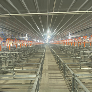 Lit de gestation pour truies stylo de gestation pour porcs fabriqué au Viet Nam produits de qualité en acier inoxydable inox 304 - Product Image 4