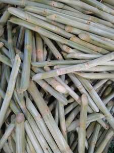 แท่งอ้อยแช่แข็ง IQF สำหรับบาร์น้ำผลไม้โรงงานเครื่องดื่มน้ำอ้อยแช่แข็งเพื่อขาย - Product Image 5