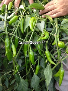 เมล็ดพันธุ์พริกฮอทเปปเปอร์กรีนควีน F1 ไฮบริด - Product Image 2