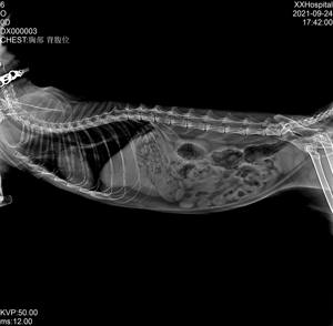 เครื่องเอกซเรย์ดิจิตอลสำหรับคลินิกสัตว์เลี้ยง5kW ระบบด็อกเตอร์สัตวแพทย์แบบพกพาพร้อมรถเข็นให้เลือก - Product Image 6