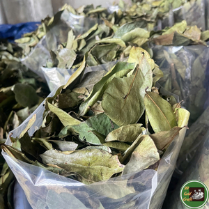 Feuilles de corossol séchées propres, matière première végétale pour les infusions et les boissons, Vietnam - Product Image 6