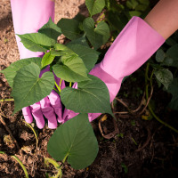 Guantes de Látex Rosa Impermeables para Verano, con Forro de Algodón, Grosor Medio de 17 Mil, Puño Recto, 12 Pulgadas de Largo, para Lavar Platos