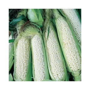 Cortes de maíz congelado para bebé a precio mayorista - Product Image 6