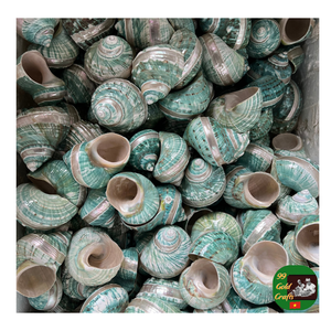 Grandes conchas verdes Turbo Imperialis turbante, conchas naturales decorativas en varios tamaños, turbo de jade con bandas al mejor precio - Product Image 6
