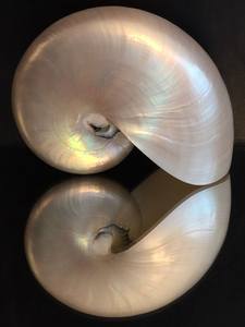 Grande spirale marine coquille ornement décoratif naturel artisanat matériel intérieur maison Vietnam - Product Image 4
