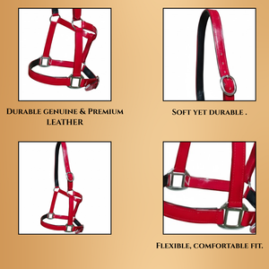 Licou réglable en PVC avec nez rembourré et couronne | Ajustement durable et confortable pour un usage quotidien, l'entraînement et la manipulation - Product Image 4