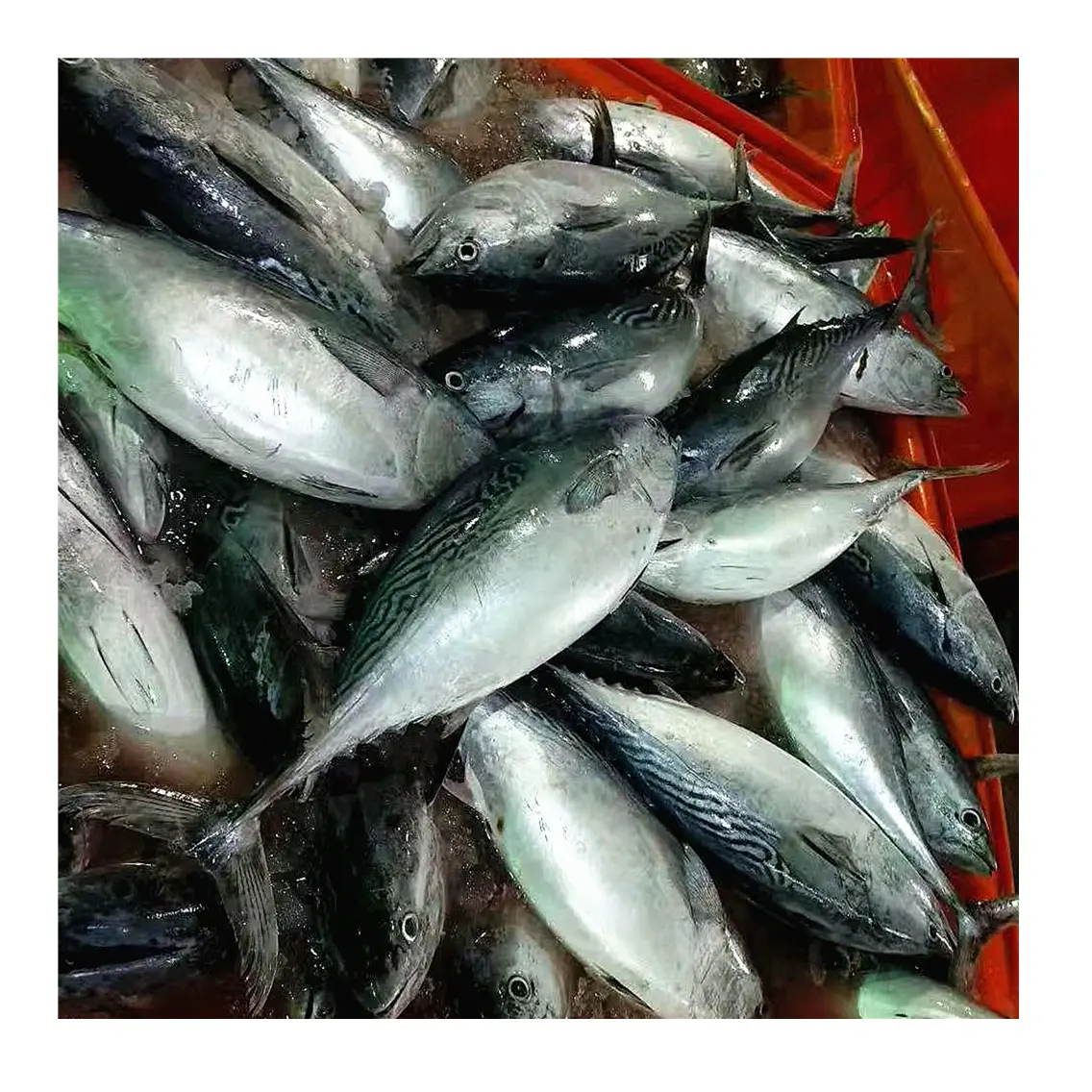 Peluru frozen segar Kualitas Bagus ikan tuna bonito tersedia dalam jumlah besar stok segar dengan harga grosir dengan pengiriman cepat