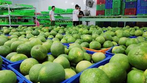 Precio muy competitivo zumo de pomelo cítricos para exportación fruta pumelo origen Vietnam - Product Image 6