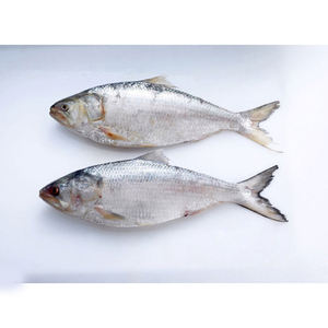 Hilsa Fresca al por Mayor, Filetes de Pescado Congelados y Envasados al Vacío - Product Image 6