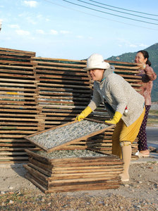 Anchois séchés Qualité d'exportation Riche en phosphore Soutient des dents solides et maintient la santé cellulaire - Product Image 3