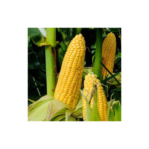 Maíz Amarillo Glutinoso Seco de Alta Calidad al por Mayor de EE. UU. para Alimentación Animal y Consumo Humano (Certificado HACCP) - Product Image 4