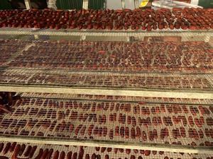 Fruta de plátano masticable seca suave para exportación de plátanos enteros secos de fábrica hechos en Vietnam - Caryln 0084935825297 - Product Image 2