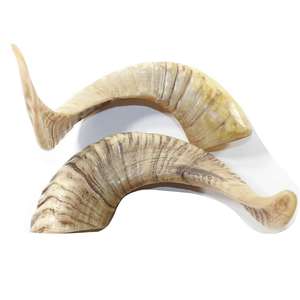 Shofar de Cuerno de Carnero Kudu Natural de Tamaño Personalizado, Shofar Pulido de Cuerno de Oveja para Fines Religiosos Judíos, de Ágata de la India - Product Image 4
