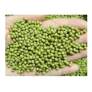 Wholesale Supplier Of Bulk Fresh Stock of Green Mung <b>Beans</b> / Whole Moong <b>Beans</b> - Product Image 1