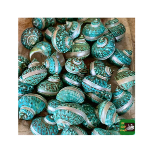 Coquillages Turbo Burgess de haute qualité pour la décoration/origine du Vietnam, tailles et conceptions assorties, artisanat standard d'exportation - Product Image 2