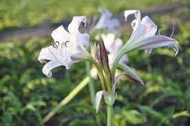Polvo de Hojas de Crinum Latifolium 100% Puro y Natural de Alta Calidad, Akina - Product Image 5