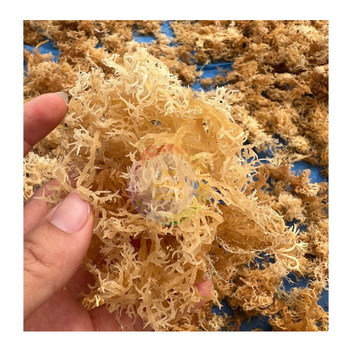 Bulk Eucheuma Cottonii Seaweed - High-Quality, Natural, and Rich in Nutrients for Culinary and Industrial Use