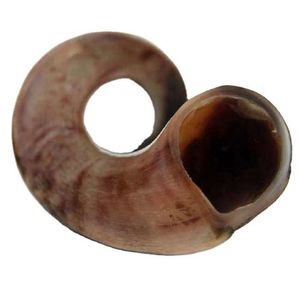 Corne de bélier de meilleure qualité Shofar corne naturelle Shofar pour souffler et à des fins religieuses Shofar casher poli - Product Image 4