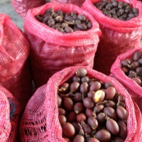 Poudre de fruit d'Aguaje péruvien riche en vitamines, cultivée en pleine nature, lyophilisée, qualité alimentaire, certifiée HACCP, durée de conservation de 36 mois, vente en gros