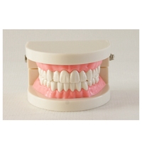 Modèle de démonstration de brossage des dents standard 1/2, modèle d'étude dentaire pour l'enseignement et la pratique des soins bucco-dentaires des étudiants