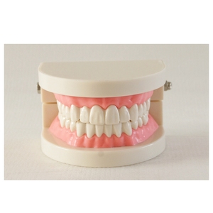 Modèle de démonstration de brossage des dents standard 1/2, modèle d'étude dentaire pour l'enseignement et la pratique des soins bucco-dentaires des étudiants - Product Image 1