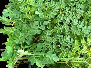 DRIED MORINGA IMPROVES HEALTH and <b>TREATS</b> DISEASES - Product Image 2