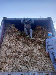 Vente en gros de poteaux en bambou massif-cannes de bambou de haute qualité pour de beaux travaux manuels Poteau en bambou de décoration jaune séché - Product Image 2