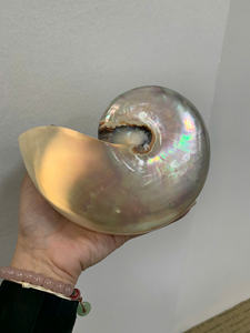 Extra Large Large Pearl Nautilu Shell Iridescent Chambered Shell Silver Hues 15/16/17cm - Caryln 0084935825297 - Product Image 4