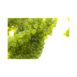 Caviar vert Caulerpa lentillifera du Vietnam récolté frais emballé dans de l'eau salée pour les acheteurs mondiaux - Product Image 1