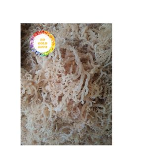 ALGAS SECAS EUCHEUMA COTTONII CALIDAD PREMIUM MUSGO DE MAR SECADO AL SOL DE VIETNAM PARA USO DE PROCESAMIENTO DE CARRAGEENAN - Product Image 5