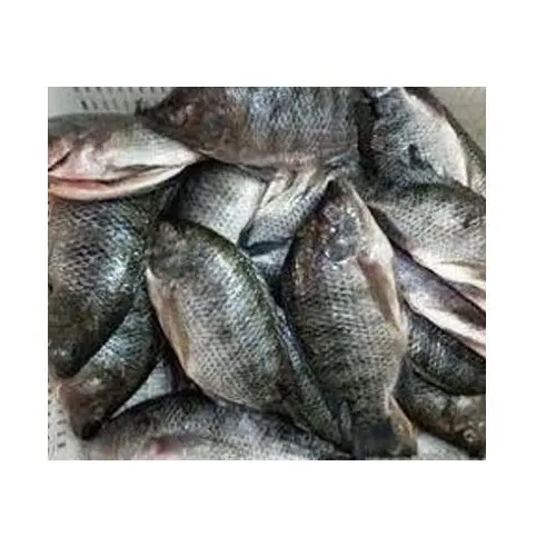 Pesce Tilapia surgelato al miglior prezzo | Filetti di Tilapia-Stock sfusi congelati disponibili con imballaggio personalizzato