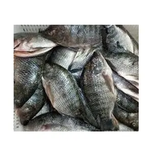 Beste Prijs Geheel Bevroren Tilapia Vis | Tilapia Filets-Bevroren Bulkvoorraad Verkrijgbaar Met Aangepaste Verpakking