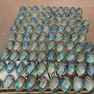 Natural Vietnam Abalone Shell Wholesale Polished Abalone Shell For <b>Jewelry</b> Ocean <b>Inspired</b> Decoration And Craft Supplies - Product Image 1