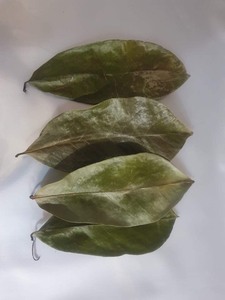 ใบสด Graviola ธรรมชาติ/ใบ graviola แห้ง - Product Image 2