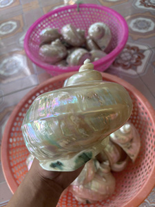 เปลือกหอยเทอร์โบสีเขียวขัดเงาธรรมชาติสำหรับจัดแสดงสินค้าและออกแบบภายใน - Product Image 5