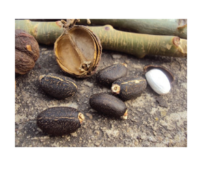 Graines de jatropha séchées bon marché à vendre Fourniture en vrac de haute qualité pour la production de biocarburants l'agriculture et l'exportation en gros dans le monde entier - Product Image 4