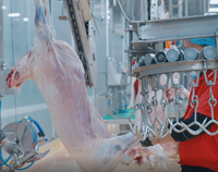 Solution clé en main pour la ligne d'abattage halal des chèvres destinée aux grandes usines de transformation de viande