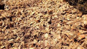 BLUE LOTUS de Vietnam Eco-Consciente y transpirable Coco Exterior Shell para un suelo de jardín más saludable - Product Image 4