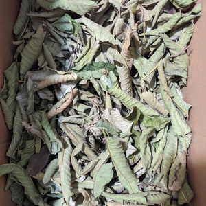 FEUILLES DE CLEISTOCALYX OPERCULATUS SÉCHÉES DE HAUTE QUALITÉ SOURCE SANS OGM - Product Image 1