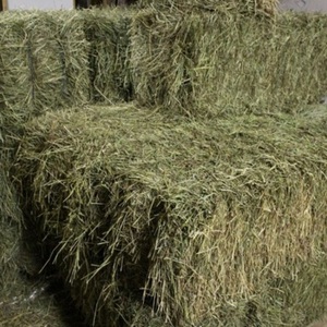 Heno de Alfalfa de Primera Calidad al Mejor Precio para Alimentación Animal, para Peces, Perros, Cerdos, Ganado, Caballos, en Pacas, 10% de Humedad, en Venta - Product Image 5