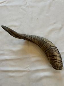 Cuernos de Oveja Reales, Cuernos Naturales Pulidos para Decoración y Manualidades, Alta Calidad - Product Image 3